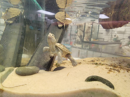 Reptile Store «LLLReptile & Supply Las Vegas», reviews and photos, 8450 W Sahara Ave #105, Las Vegas, NV 89117, USA