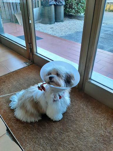 Pensioni per cani e dog hotel a Clinica Veterinaria Chirone 24 ore