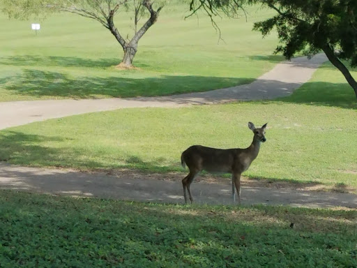 Golf Course «Mill Creek Golf Club», reviews and photos, 1610 Club Cir, Salado, TX 76571, USA