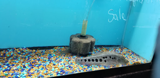 Tropical Fish Store «Caribbean Pets», reviews and photos, 298 Central Ave, Jersey City, NJ 07307, USA