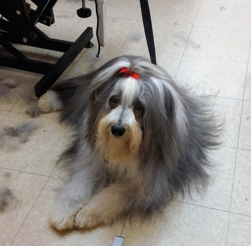 Pet Store «Pet Planet», reviews and photos, 1949 North Arizona Avenue 14 & 15, Chandler, AZ 85225, USA