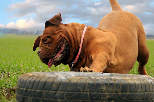 Lupo Academy Dog Training