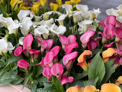 Florist «Halls of Tara Florist», reviews and photos, 2051 Centre St, West Roxbury, MA 02132, USA