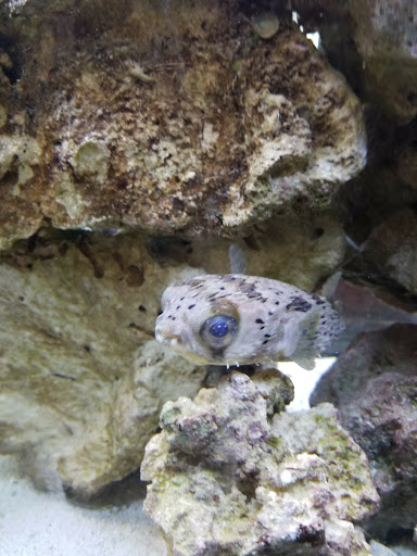 Pet Store «Fish Bowl Pets», reviews and photos, 1013 Hope St, Stamford, CT 06907, USA