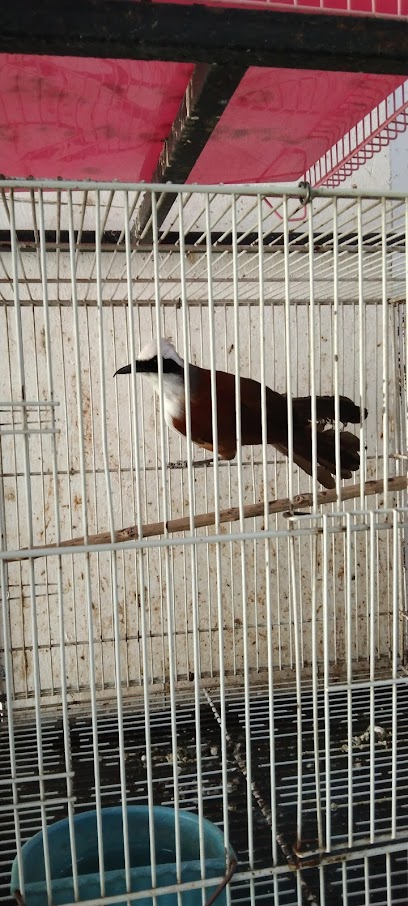 SVK Bird Shop