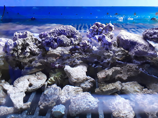 Aquarium «Fish Collection Inc», reviews and photos, 1609 NE 163rd St, North Miami Beach, FL 33162, USA