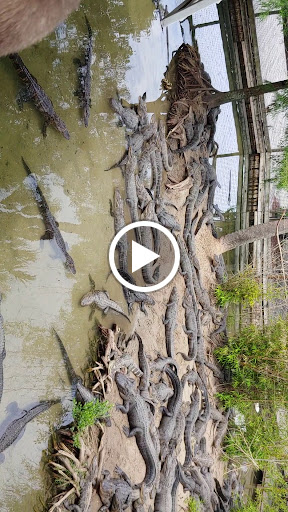 Zoo «Alligator Adventure», reviews and photos, 4604 Hwy 17 S, North Myrtle Beach, SC 29582, USA