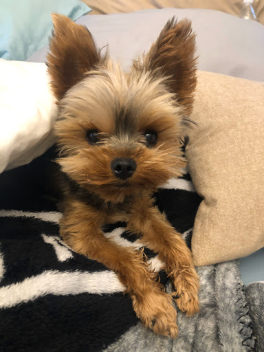 Pet Supply Store «PetSmart», reviews and photos, 2477 Naglee Rd, Tracy, CA 95304, USA