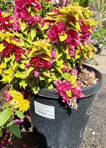 Hardware Store «Payless Hardware, Rockery and Nursery», reviews and photos, 2927 King Rd, San Jose, CA 95122, USA