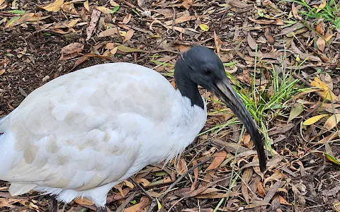 Healesville Sanctuary image