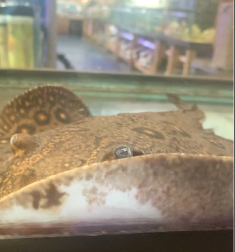 Pet Store «Fish & Pet Plus», reviews and photos, 19 Commerce St, Flemington, NJ 08822, USA