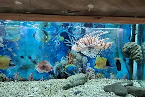 Aquarium image