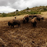 Photo n° 15 de l'avis de Rodinah.o fait le 28/08/2023 à 14:20 pour Randals Bison Ferme Auberge à Lanuéjols