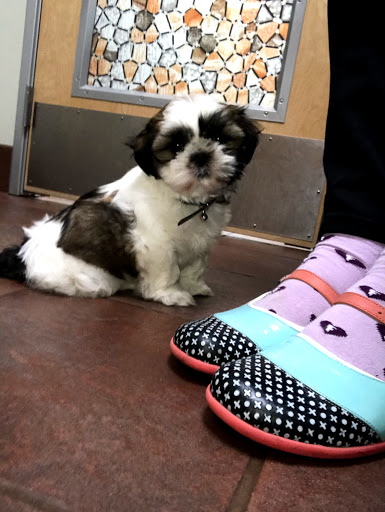 Pet Store «Alley Cat Pet Center», reviews and photos, 8700 NE Vancouver Mall Dr, Vancouver, WA 98662, USA