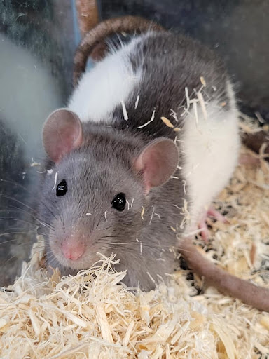 Pet Store «Friendly Pets», reviews and photos, 625 Friendly Center Rd, Greensboro, NC 27408, USA