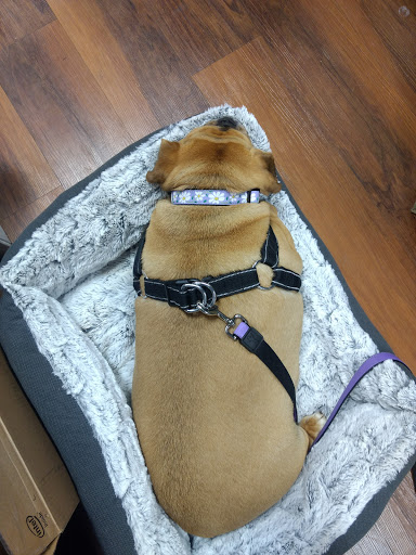 Pet Supply Store «Pet Valu», reviews and photos, 150 Main St, Lodi, NJ 07644, USA