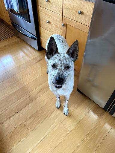 Pet Supply Store «The Healthy Pet», reviews and photos, 2777 Friendly St, Eugene, OR 97405, USA