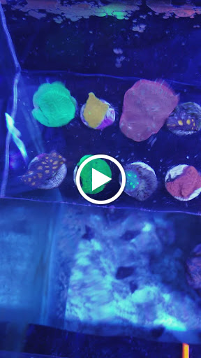 Pet Store «Hooked On Fish And Corals», reviews and photos, 2576 W 84th St, Hialeah, FL 33016, USA