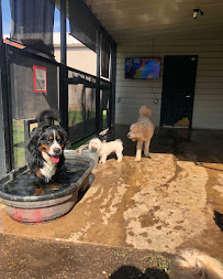 Furry Guys Pet Care - Photo 9 - Car repair in Frisco, TX, Plano