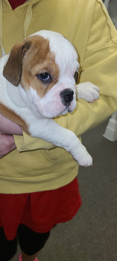 Pet Store «Village Pet Shop», reviews and photos, 701 N Black Horse Pike, Williamstown, NJ 08094, USA