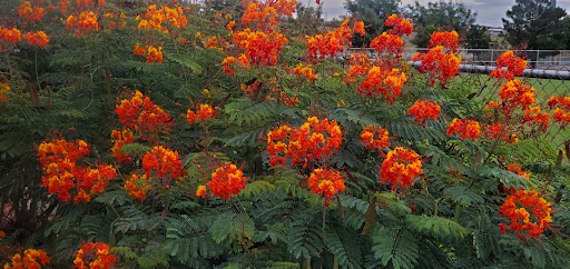 Park «Blackie Chesher Park», reviews and photos, 1100 N Zaragoza Rd, El Paso, TX 79907, USA