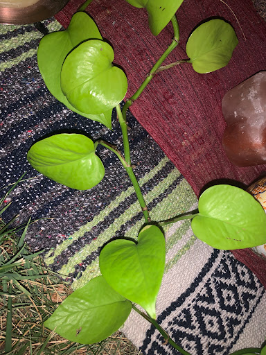 Park «Willow Park», reviews and photos, 1402 Willow Ave, Louisville, KY 40204, USA