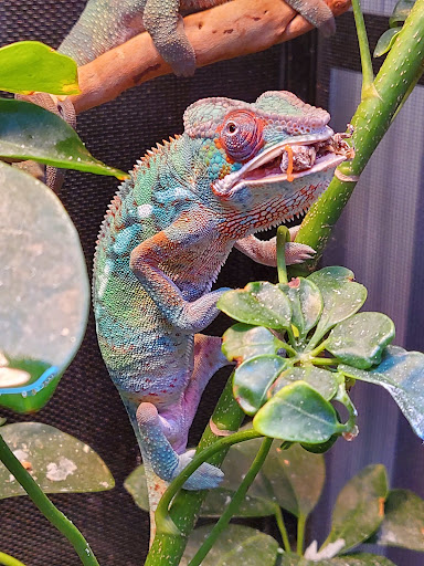 Pet Store «Bluewater Zoo Exotic Aquariums & Reptiles», reviews and photos, 159 Miracle Strip Pkwy SE, Fort Walton Beach, FL 32548, USA