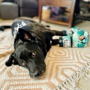 Boxing Gym «TITLE Boxing Club South Tampa», reviews and photos, 4212 Henderson Blvd, Tampa, FL 33629, USA