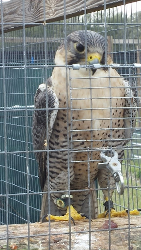 Zoo «Florida International Teaching Zoo», reviews and photos, 7725 FL-48, Bushnell, FL 33513, USA