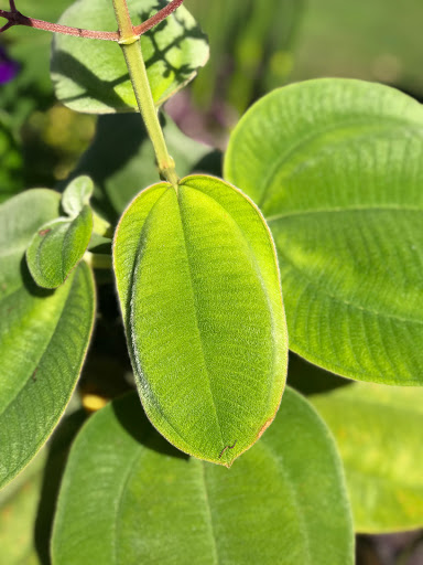 Heritage Museum «Hillwood Estate, Museum & Gardens», reviews and photos, 4155 Linnean Ave NW, Washington, DC 20008, USA