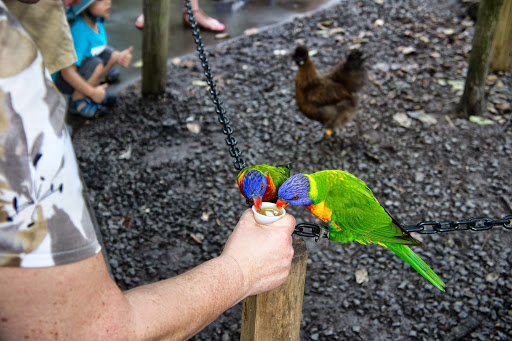 Roller Coaster «Cheetah Hunt», reviews and photos, 10165 N Malcolm McKinley Dr, Tampa, FL 33612, USA
