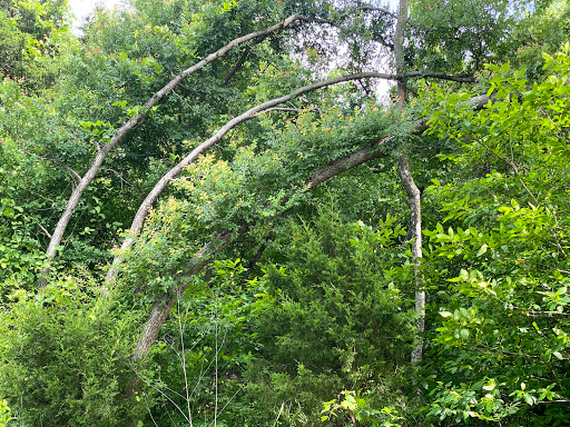 Nature Preserve «Cedar Mountain Nature Preserve», reviews and photos, 1300 Farm to Market 1382, Cedar Hill, TX 75104, USA