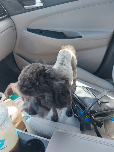 Pet Supply Store «PetSmart», reviews and photos, 139 Rolling Hills Cir, Easley, SC 29640, USA