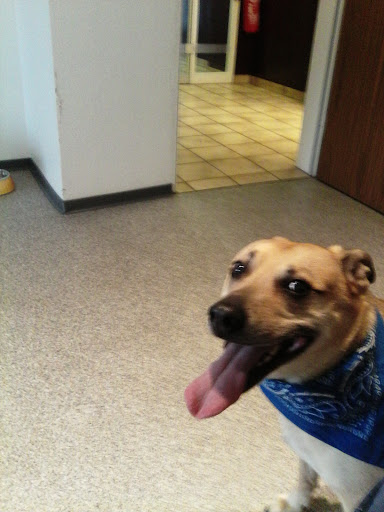 Tierarztpraxis Jörg Koppelberg unter Odenthal, Nordrhein-Westfalen