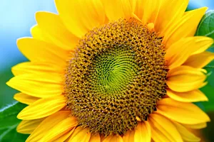 Sunflower Studio image