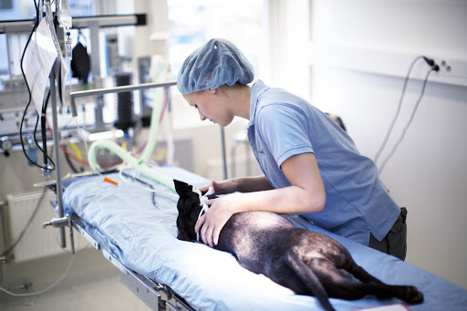 AniCura Aarhus Animal Hospital in Viby, Aarhus