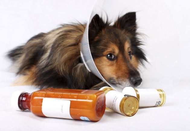 Veterinary Clinic VetForLife