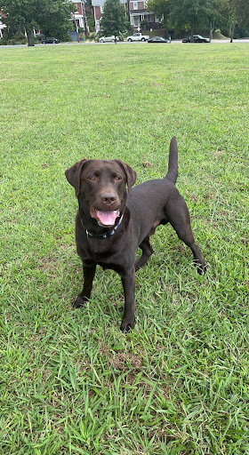 Pet Supply Store «PetSmart», reviews and photos, 1276 Carmia Way, Richmond, VA 23235, USA