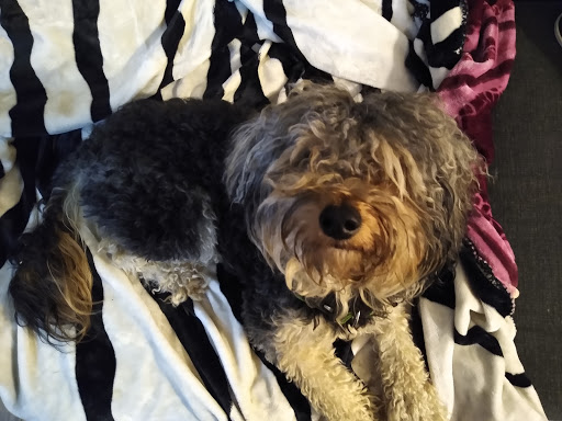 Pet Supply Store «PetSmart», reviews and photos, 2525 W Wheatland Rd, Dallas, TX 75237, USA