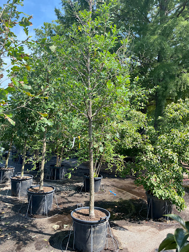 Landscaping Supply Store «Kirkwood Gardens», reviews and photos, 2701 Barrett Station Rd, Ballwin, MO 63021, USA