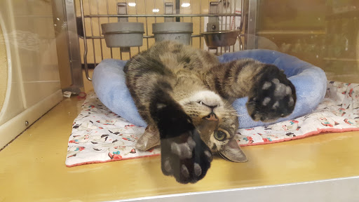 Pet Supply Store «PetSmart», reviews and photos, 2901 Texas Sage Trail, Fort Worth, TX 76177, USA