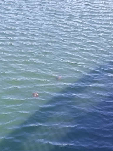 Ice Cream Shop «Cold Stone Creamery», reviews and photos, 1986 Power Plant Pkwy, Hampton, VA 23666, USA