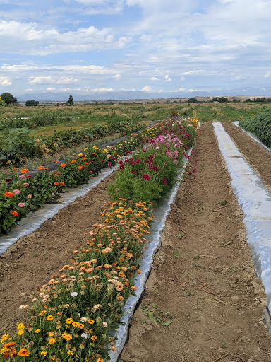 Produce Market «Berry Patch Farms», reviews and photos, 13785 Potomac St, Brighton, CO 80601, USA