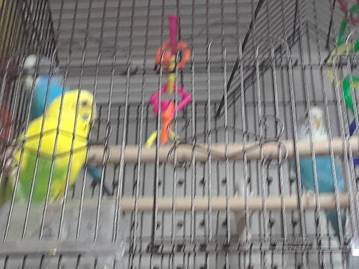 Pet Supply Store «Pets For You», reviews and photos, 413 N Main St, Rice Lake, WI 54868, USA