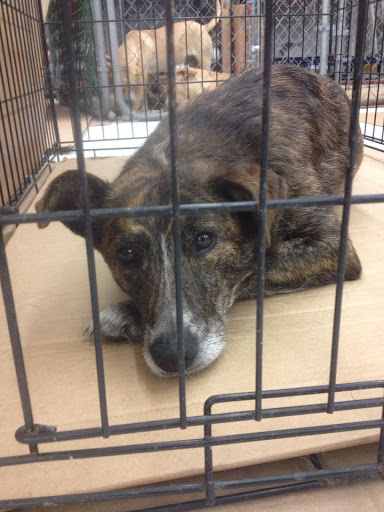 Pet Supply Store «J-B Pet Supplies - Hawthorne», reviews and photos, 289 Wagaraw Rd, Hawthorne, NJ 07506, USA