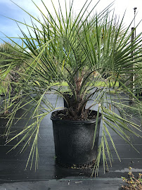 Lisenby Palms Inc. - Photo 6 - Car repair in Panama City Beach, FL, Panama City