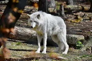 Lakota Wolf Preserve image