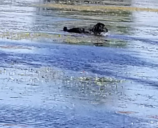 Mill «Sharon Mills County Park», reviews and photos, 5701 Sharon Hollow Rd, Manchester, MI 48158, USA