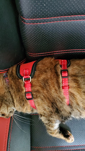 Pet Supply Store «PetSmart», reviews and photos, 4374 N Oracle Rd, Tucson, AZ 85705, USA