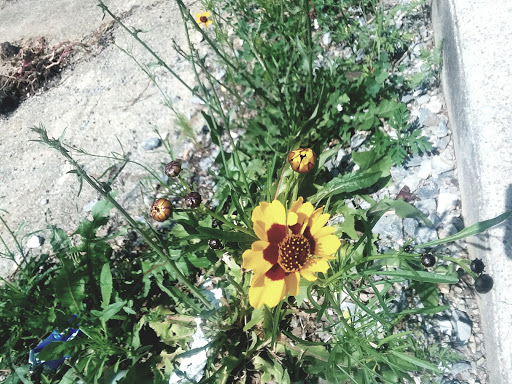 Homeless Shelter «Salvation Army Main Office», reviews and photos